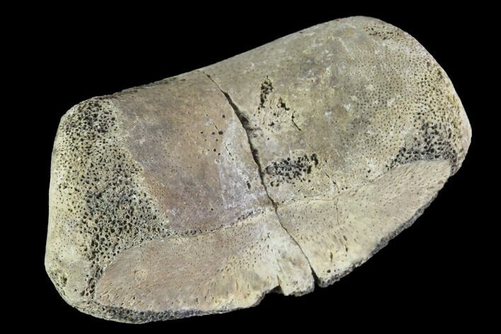 Bargain, Hadrosaur Finger Bone - Alberta (Disposition #-) #95146